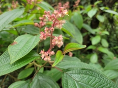 Miconia alterninervia