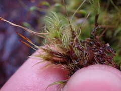 Dicranum fuscescens