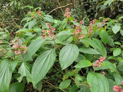 Miconia alterninervia