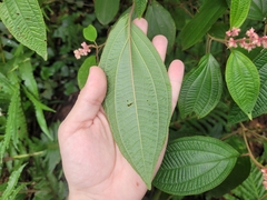 Miconia alterninervia