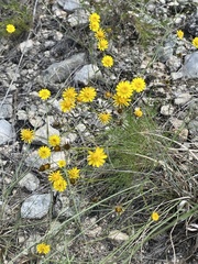 Thymophylla pentachaeta
