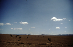 Connochaetes taurinus mearnsi