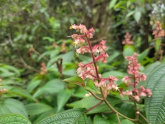 Miconia alterninervia