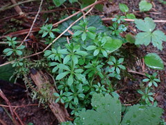 Galium triflorum