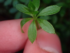 Galium triflorum