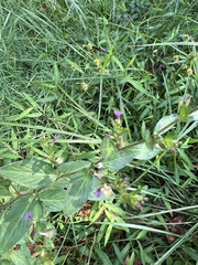 Cuphea carthagenensis