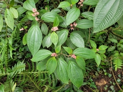 Miconia alterninervia