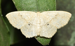 Scopula opperta