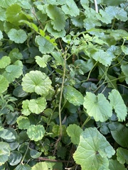 Gleditsia triacanthos inermis