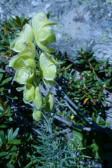 Aconitum anthora