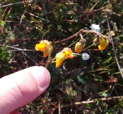 Hermannia multiflora