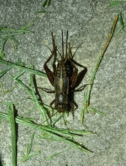 Allonemobius fasciatus