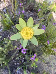 Leucadendron elimense elimense