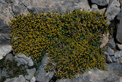 Euphorbia acanthothamnos