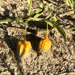 Physalis × elliottii