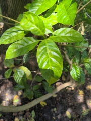 Psychotria nervosa
