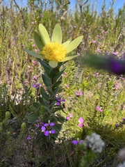 Leucadendron elimense elimense