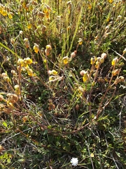Hermannia multiflora