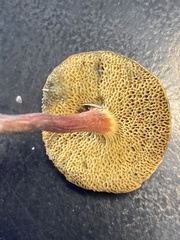 Boletellus chrysenteroides