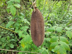 Amphilophium crucigerum