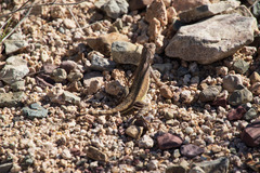 Callisaurus draconoides