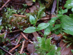 Stellaria crispa