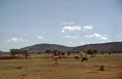 Connochaetes taurinus mearnsi