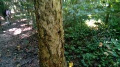 Acer floridanum