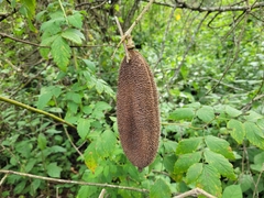 Amphilophium crucigerum