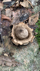Geastrum triplex