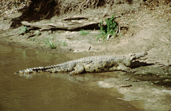 Crocodylus niloticus