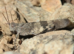 Oedipoda fuscocincta morini