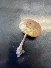 Boletellus chrysenteroides