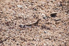 Callisaurus draconoides