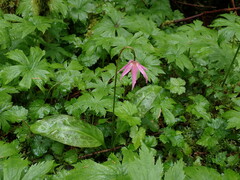 Erythronium revolutum