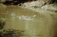 Crocodylus niloticus