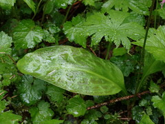 Erythronium revolutum