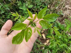 Amphilophium crucigerum