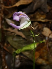 Utricularia jamesoniana