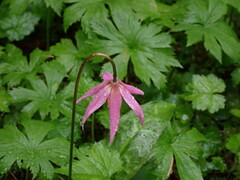 Erythronium revolutum
