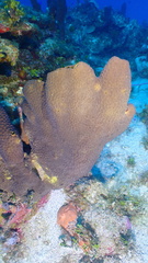 Smenospongia conulosa