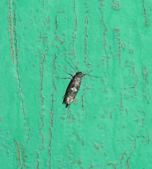 Acrolepiopsis assectella