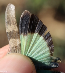 Oedipoda fuscocincta morini