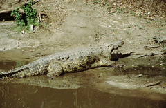 Crocodylus niloticus