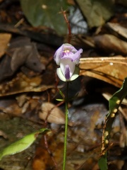 Utricularia jamesoniana