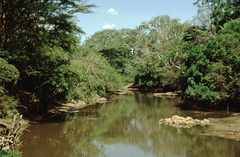 Crocodylus niloticus