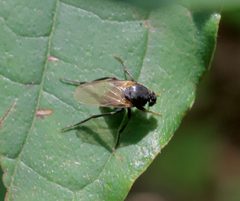 Phorinae