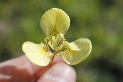 Moraea bellendenii
