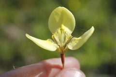Moraea bellendenii