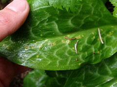 Uromyces heterodermus